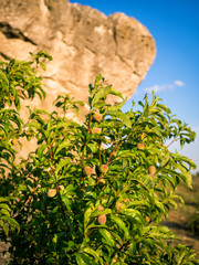 Small peach tree seeking shelter at a boulder