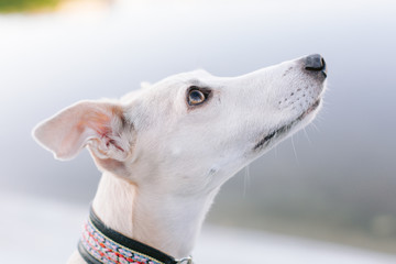 A dog of the whippet breed in a park. Cute dog in coat. Close up