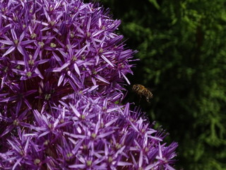 Fliegende Biene vor Blüte