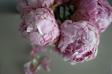 Pink peony buds close-up on a gray background . The view from the top. Soft focus.