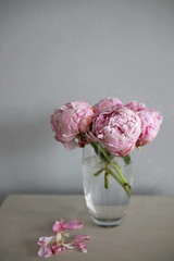 From a bouquet of pink peony buds, the petals fall off. Peonies in a glass vase against a concrete wall.