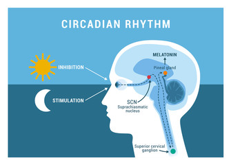 The circadian rhythm and sleep-wake cycle - obrazy, fototapety, plakaty