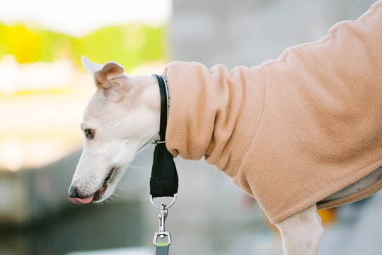 A dog of the whippet breed in a park. Cute dog in coat