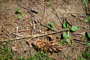 Natural pine forest ground