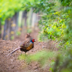 Pheasant in a vineyard in Burgenland