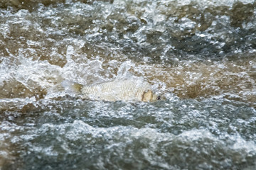 Fish swimming in a river