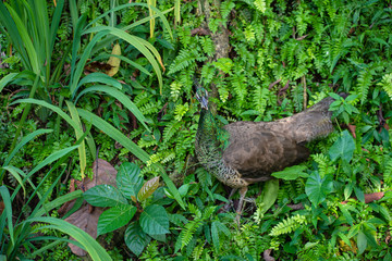 A beautiful manicured peacock walks in a green bird park.