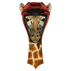 Giraffe head. Portrait of wild animal.