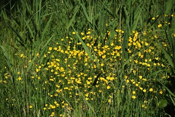 Yellow flowers of Ranunculus repens or the creeping buttercup, in the garden.