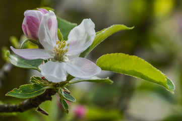 Obraz premium Beautiful Buds and Apple Blossoms in springtime macro view