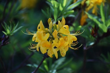 Close up of beautiful Florida Flame Azalea or Rhododendron Austrinum flowers.