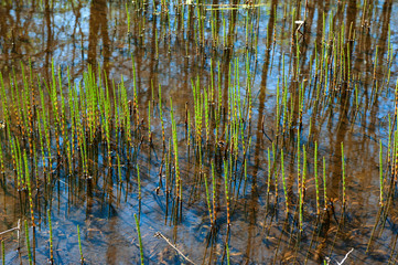 close-up swamp grass (marsh horsetail)
