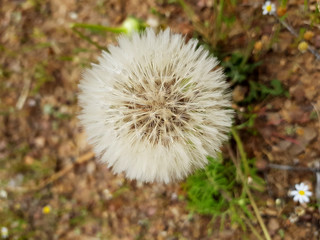 Dente di leone © Steve Fossiant