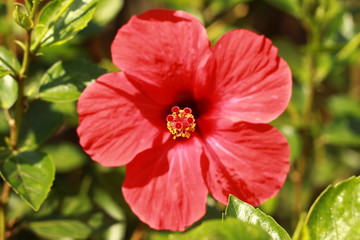 Blume, flower, floral, Nahaufnahme, Botanik