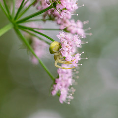 Spider Misumena vatia (goldenrod crab spider or flower (crab) is a species of crab spider with holarctic distribution, belongs to the family Thomisidae.

