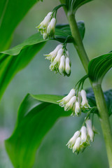 Fototapeta premium Polygonatum multiflorum, the Solomon's seal, David's harp, ladder-to-heaven or Eurasian Solomon's seal, is a species of flowering plant in the family Asparagaceae