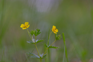 Potentilla erecta (syn. Tormentilla erecta, Potentilla laeta, Potentilla tormentilla,  or erect cinquefoil) is a herbaceous perennial plant belonging to the family Rosaceae.
 - obrazy, fototapety, plakaty