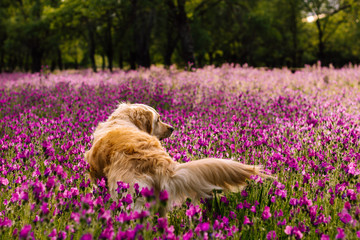 Perro Golden Retriever en un campo de flores