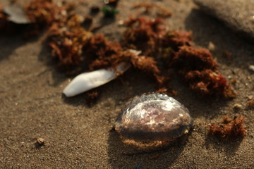 strand, qualle, nahaufnahme