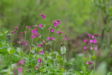 Silene dioica (syn. Melandrium rubrum), known as red campion and red catchfly, is a herbaceous...