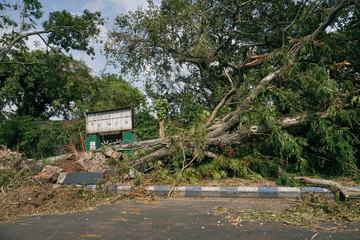 Super cyclone Amphan uprooted tree which fell and blocked pavement. The devastation has made many...
