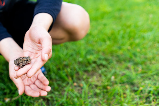 Low angle view of a frog in a child's hands