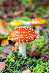 Fly agaric mushroom