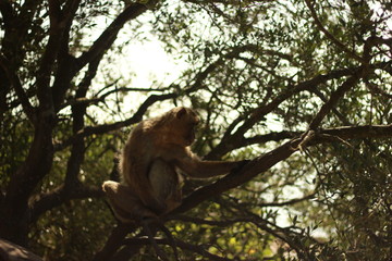 affe, Tierporträts, tiershooting, Gibraltar