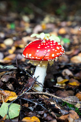 Fly agaric mushroom in forest