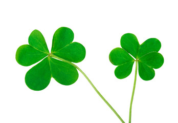 green clover symbol of a St Patrick day isolated on white background