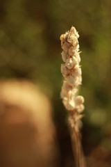 Blume, flower, floral, Nahaufnahme, Botanik