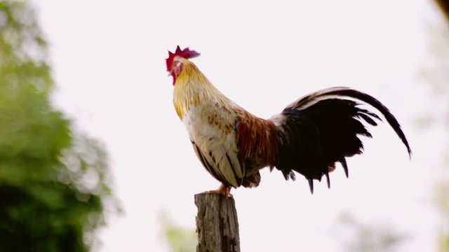 Rooster crowing in the morning and sound chicken crow