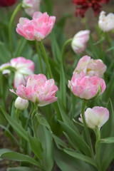 white and pink tulips on a lawn