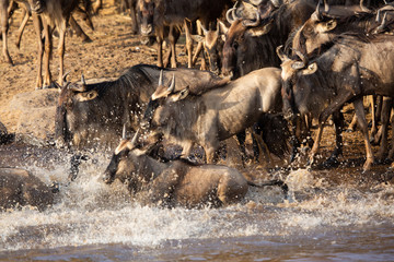 Wildebeests jumping and crossing the Mara river, Kenya