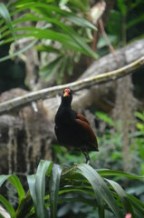 White naped pheasant pigeon