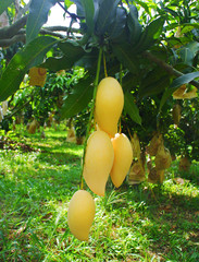 fresh yellow mango hanging from a mango tree in the garden.Yellow fruits contain beta carotene. And...
