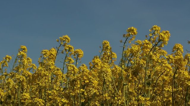 Beautiful rapeseed meadow with yellow flowers.