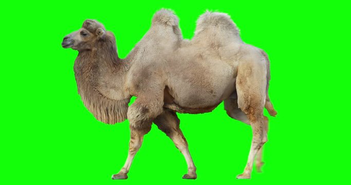 Bactrian camel walks on a green screen. Animation of a two-humped mammal in isolated. Animal white color.