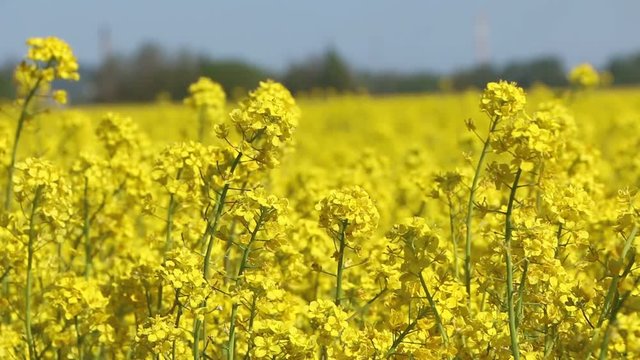 Beautiful rapeseed meadow with yellow flowers.