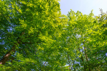 Fototapeta premium Trees in a forest in sunlight in a spring morning