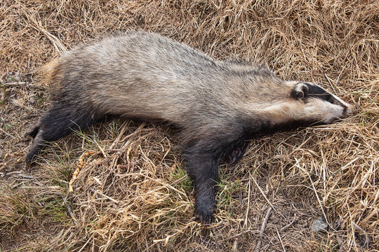 Dead badger in a field