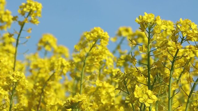 Beautiful rapeseed meadow with yellow flowers.