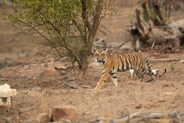 Tiger cub walking in the mid of the remains of houses at  Tadoba Andhari Tiger Reserve, India
