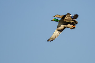 Pair of Mallard Ducks Flying in a Blue Sky