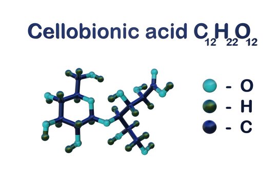 Structural chemical formula and molecular model of cellobionic acid, isolated on white background. It derives from a cellobiose and has a role as a metabolite. Scientific background. 3d illustration