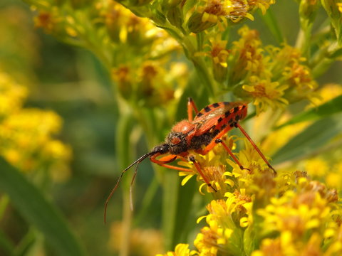 Rhynocoris iracundus is a species of assassin and thread-legged bugs on yellow flowers