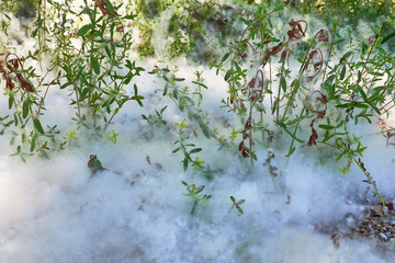 Poplar fluff fallen on the ground