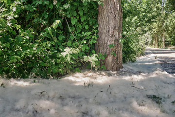 A poplar tree along with several fluffs