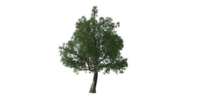 Animation video of a tree growing from the bark up. Tree growth sequence.
