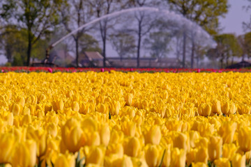 Selective focus of yellow and red tulips blooming on field during spring season, Blurred watering irrigation in warm sunny day, Dutch countryside.